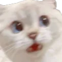 ShockedKitty