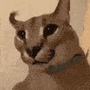 floppa_confused