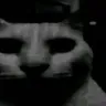 catdespair catdespair