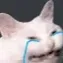 cat_cry