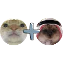 couples