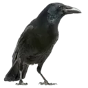 raven
