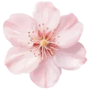 mm_pink_flower