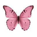 mm_pink_butterfly