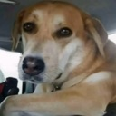 pipito