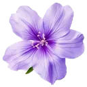 purple_flower15