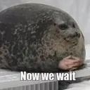 seal seal
