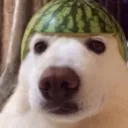 CalmDawg