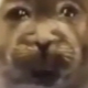 cutesyseal Discord emoji