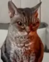 sus