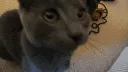 sniff