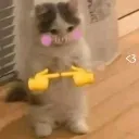 aero_catshy