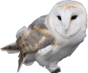 edwin
