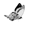butterflywhite