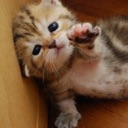 PLEADINGCAT custom emote - Failed Abortions pt.3