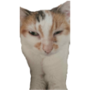 brenda Discord Emoji | Nocturnal 18
