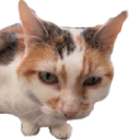 brenda3 custom emote - Nocturnal 18