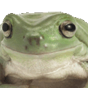 frogno animated Discord emote | Nocturnal 18