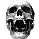 skull