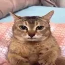cat_vro