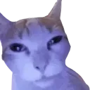 cat_sleepy