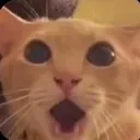 cat_shocked