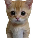 CryingCat