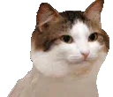 vibecat