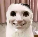 weirdfuckingcat