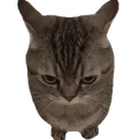 killercat