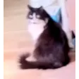 Shadow_SideEye