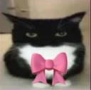 pookiecar Discord emoji