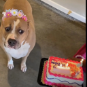 A brown dog wearing a flower crown looks sideways with a suspicious expression next to a birthday cake with a lit candle.