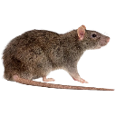 :afuckingrat: