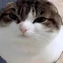 :kitty: