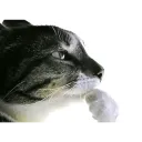Thinking_cat