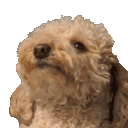 popdog animated emote - Vexius