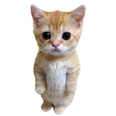 whitekitty Discord Emoji | Vexius