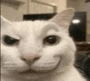 catsmirk custom emote from Vexius