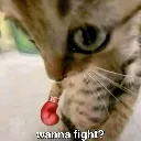 wannafight