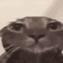 cat_dihpressed Discord emoji