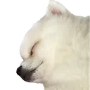 CocoSleep