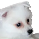 CocoPlead