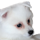 CocoPlead Discord Emoji - DM Request 📪