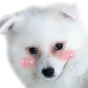 CocoBlush