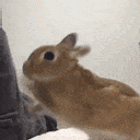 bunny_fight