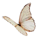 eth_w_butterfly