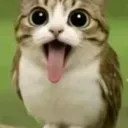 BU_Meowl
