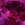 959255purplerigby