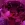959255purplerigby